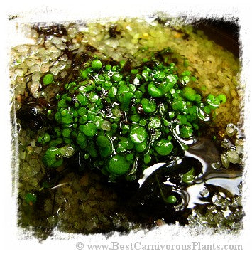 Utricularia amethystina {white flower, Auyan Tepui} *BCP Import*