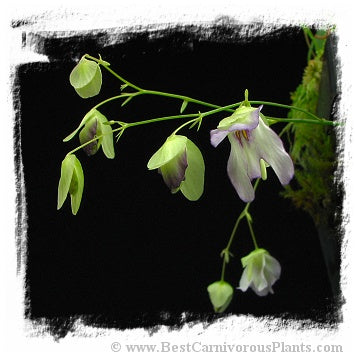 Utricularia asplundii *BCP Import*