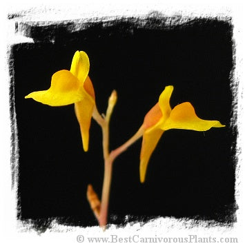 Utricularia bifida {near Mersing, Johor, Penisular Malaysia} (20 seeds)