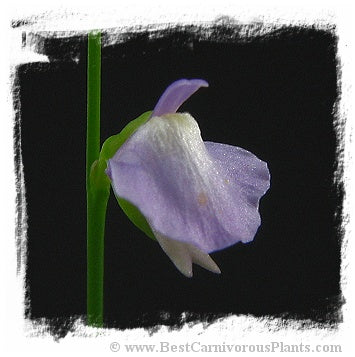 Utricularia lateriflora