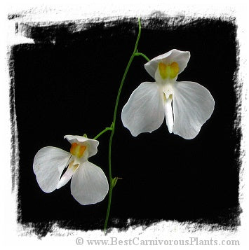 Utricularia nephrophylla x U.geminiloba {Bot. Garden Liberec, CZ}