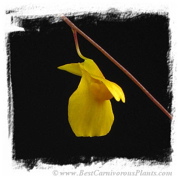 Utricularia prehensilis {Mkambati Natural Reserve, Eastern Cape, S.A.} *BCP Import*