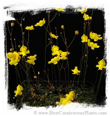 Utricularia subulata (30 seeds)