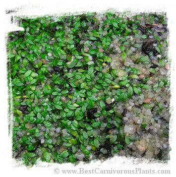 Utricularia uniflora *BCP Import*