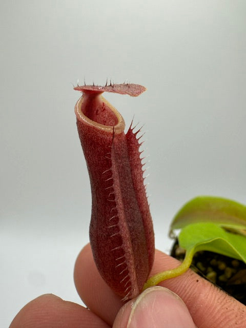 Nepenthes (lowii x veitchii) x boschiana F2