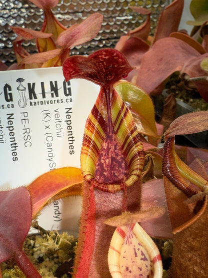 Nepenthes veitchii (K) x (CandyStripe x Candy)