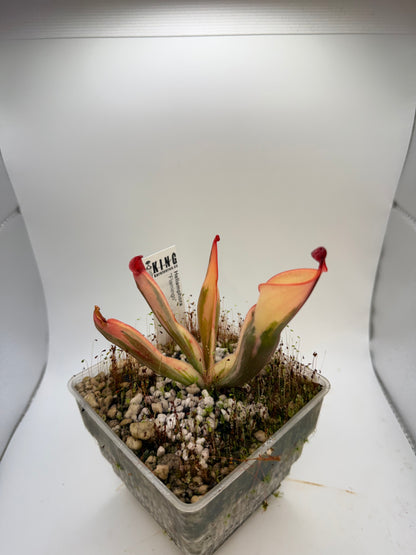 Heliamphora “Flamingo”