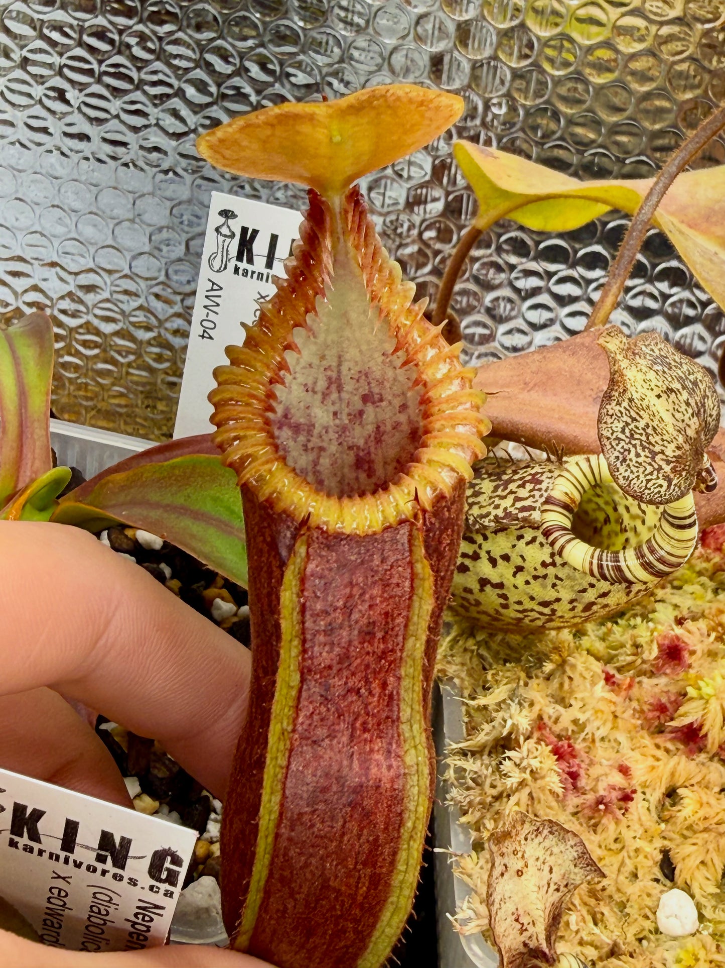 Nepenthes (diabolica x hamata) x edwardsiana