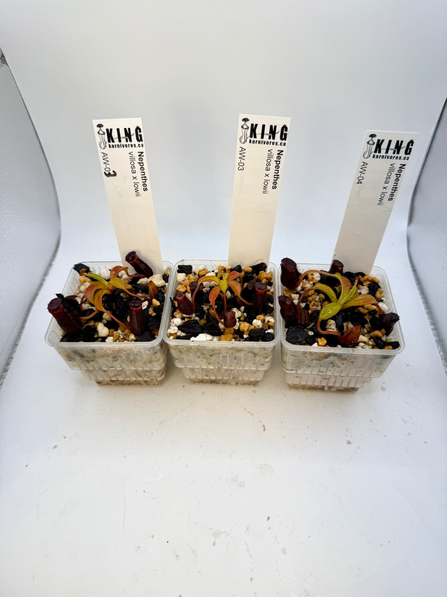 Nepenthes villosa x lowii
