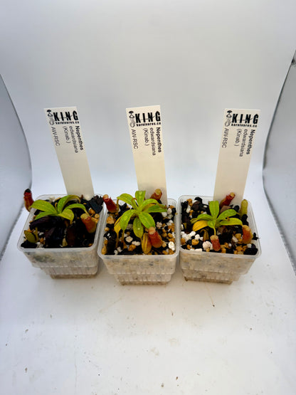 Nepenthes edwardsiana (Kinabalu)