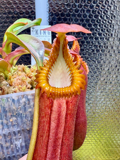 Nepenthes edwardsiana (Tambuyukon)
