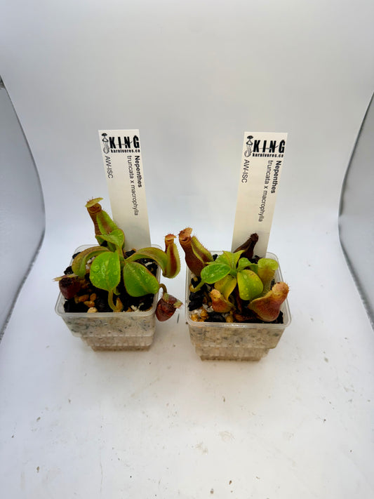 Nepenthes truncata x macrophylla