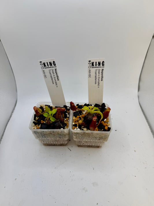 Nepenthes (lowii x truncata) x Trusmadiensis