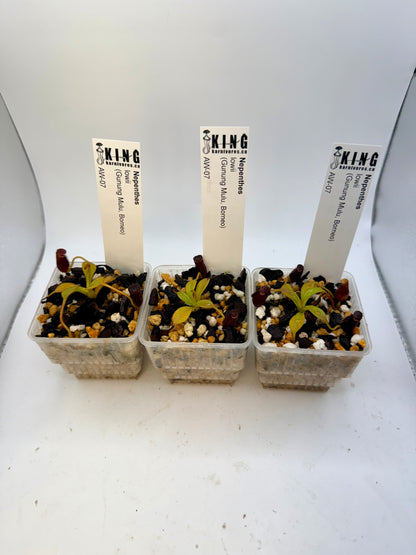 Nepenthes lowii (Gunung Mulu, Borneo)