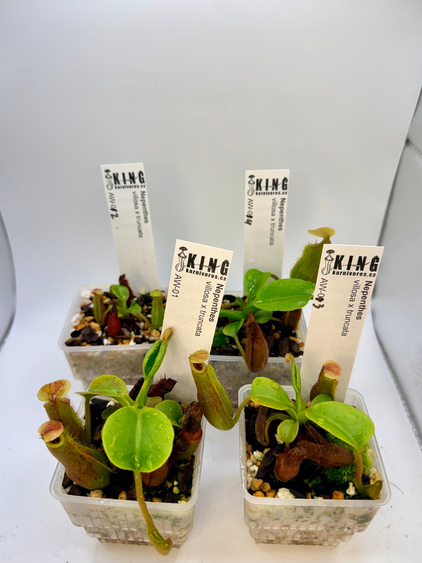 Nepenthes villosa x truncata