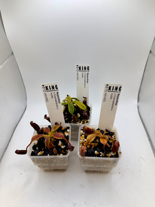 Nepenthes x trusmadiensis x mollis