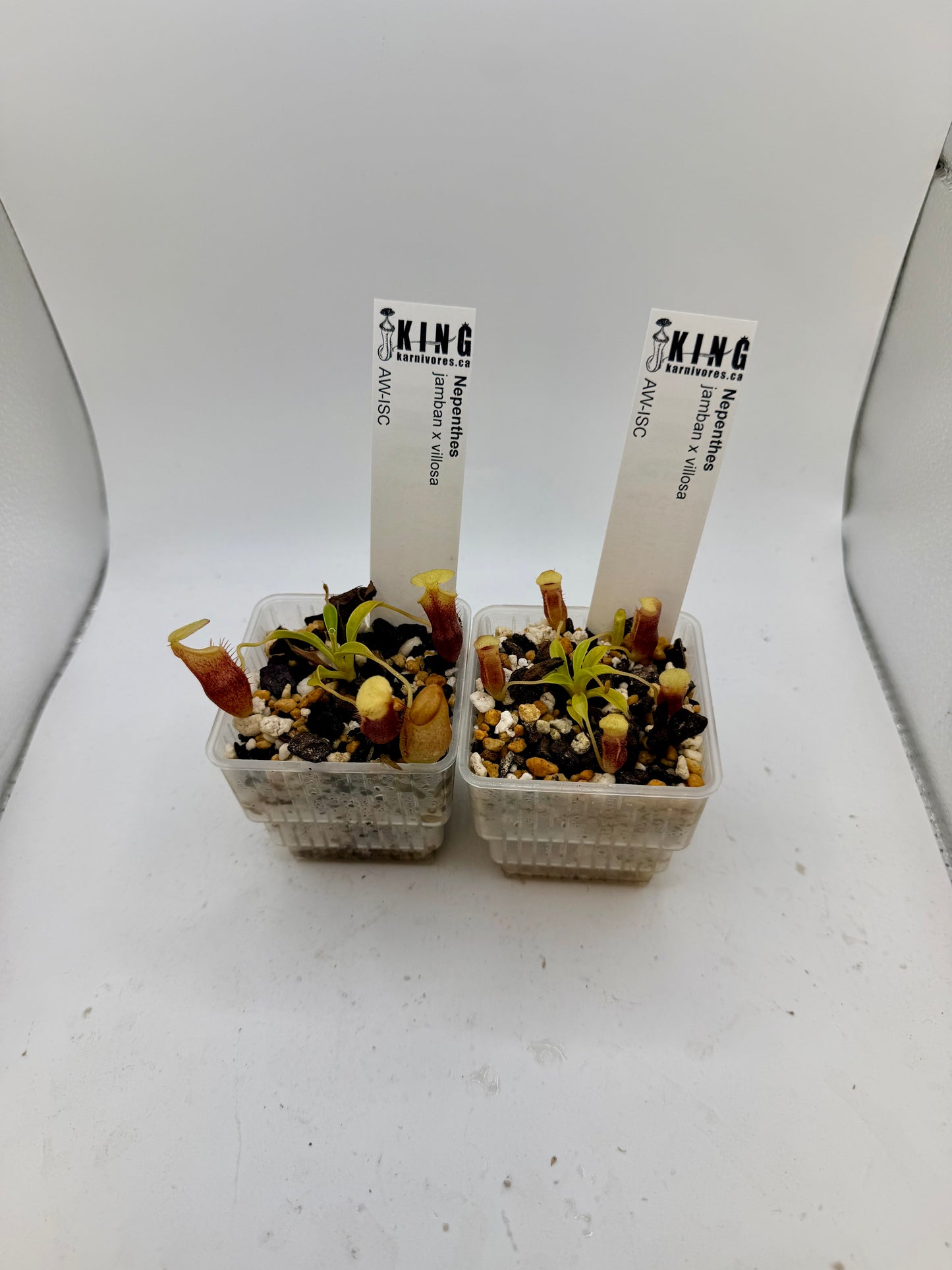 Nepenthes jamban x villosa