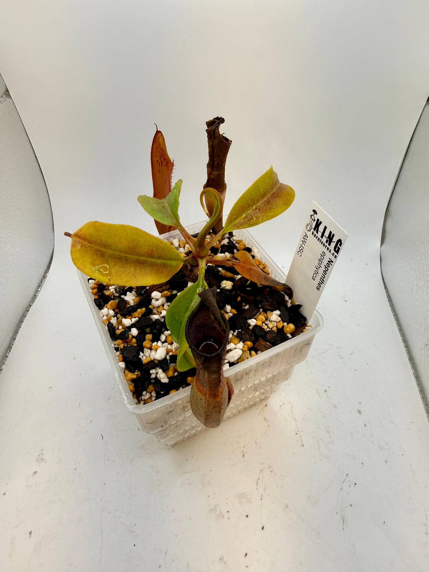 Nepenthes epiphytica