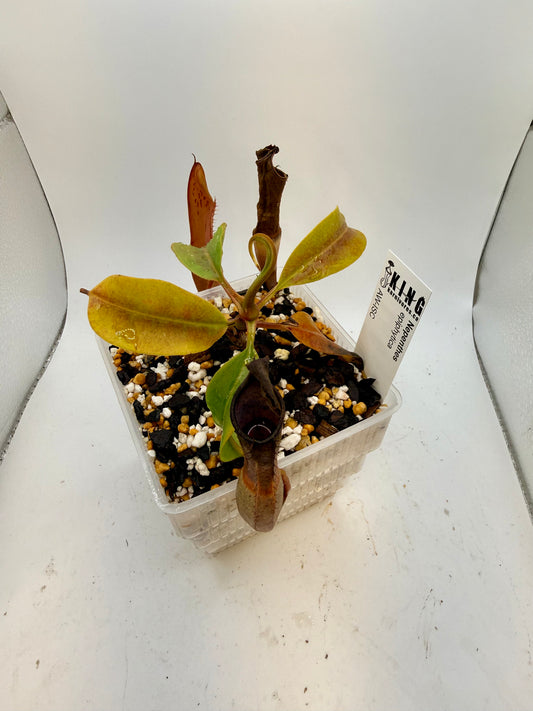 Nepenthes epiphytica