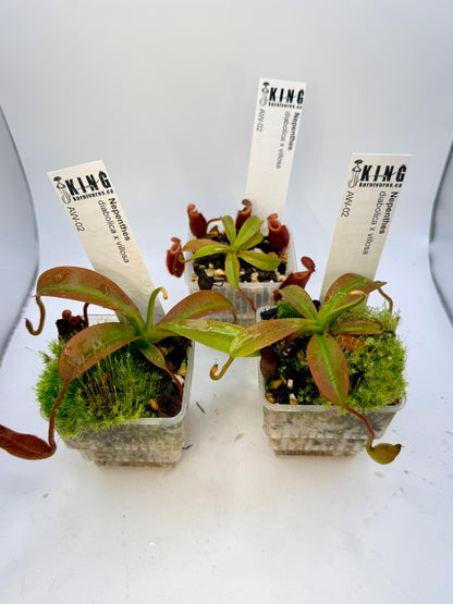 Nepenthes diabolica x villosa