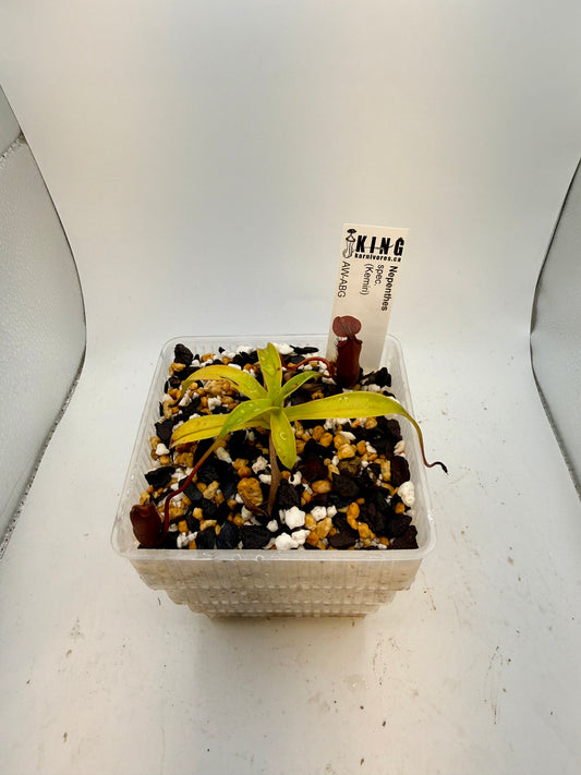 Nepenthes spec. (Kemiri)
