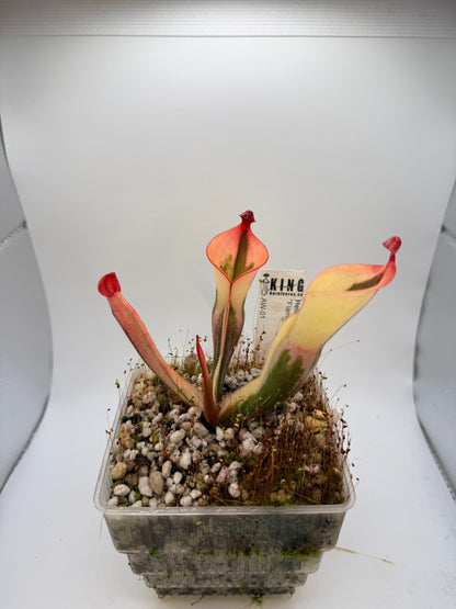 Heliamphora “Flamingo”