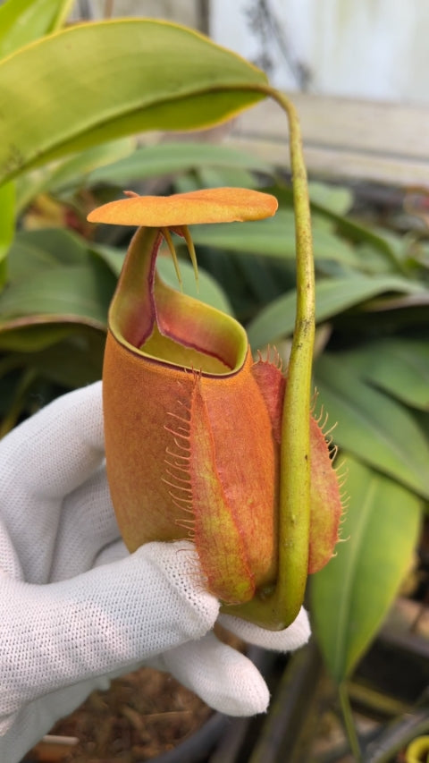 N. bicalcarata - Brunei orange - selected clone: BE-3029 *Pre-Order*