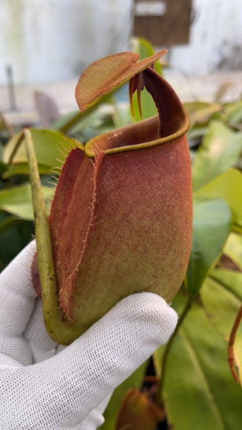 N. bicalcarata - Brunei orange - selected clone: BE-3029 *Pre-Order*