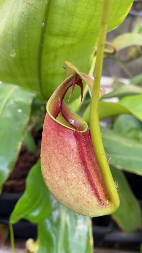 N. bicalcarata - Brunei orange - selected clone: BE-3029 *Pre-Order*