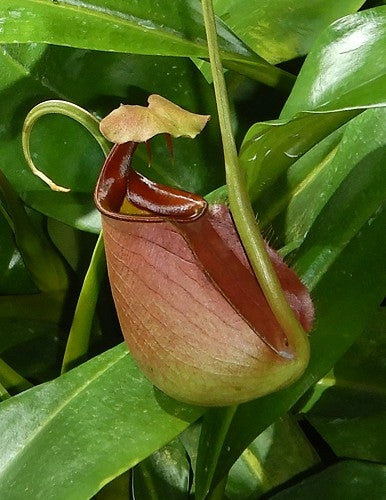 N. bicalcarata - Brunei orange - selected clone: BE-3029 *Pre-Order*