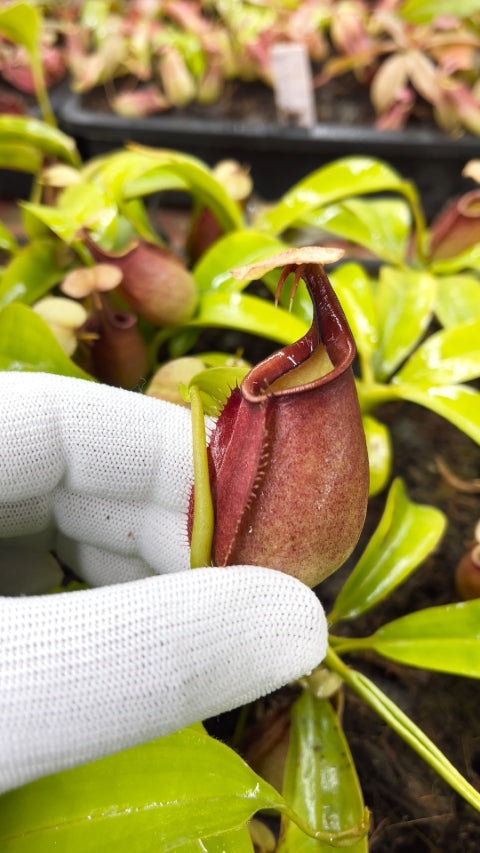 N. bicalcarata - Brunei orange - selected clone: BE-3029 *Pre-Order*
