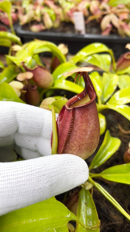 N. bicalcarata - Brunei orange - selected clone: BE-3029 *Pre-Order*