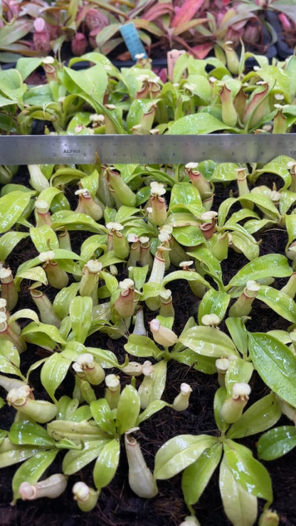 N. bicalcarata - Brunei orange - selected clone: BE-3029 *Pre-Order*