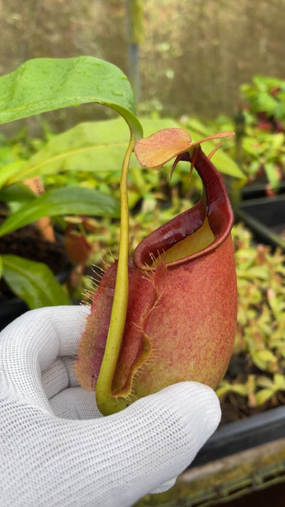 N. bicalcarata - Brunei red-flush - selected clone: BE-3031 *Pre-Order*