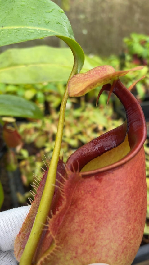 N. bicalcarata - Brunei red-flush - selected clone: BE-3031 *Pre-Order*