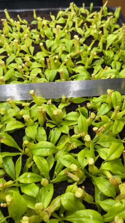 N. bicalcarata - Brunei red-flush - selected clone: BE-3031 *Pre-Order*