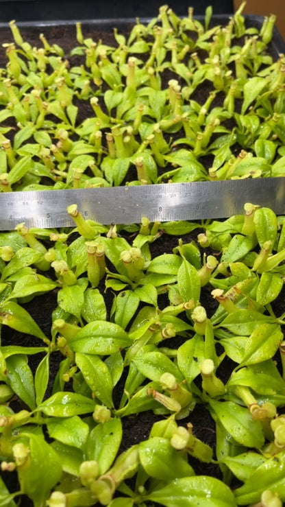 N. bicalcarata - Brunei red-flush - selected clone: BE-3031 *Pre-Order*