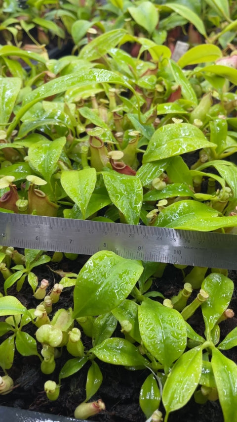 N. bicalcarata - Brunei red-flush - selected clone: BE-3031 *Pre-Order*