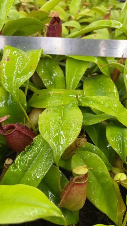 N. bicalcarata - Brunei red-flush - selected clone: BE-3031 *Pre-Order*