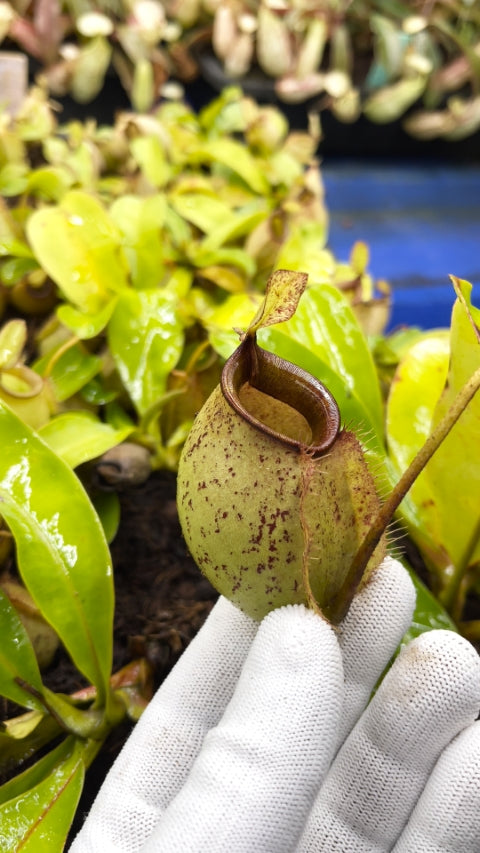 N. bicalcarata x ampullaria – selected clone: BE-3033 *Pre-Order*