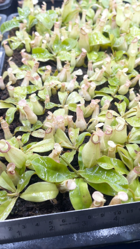 N. bicalcarata x ampullaria – selected clone: BE-3033 *Pre-Order*