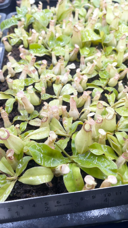 N. bicalcarata x ampullaria – selected clone: BE-3033 *Pre-Order*