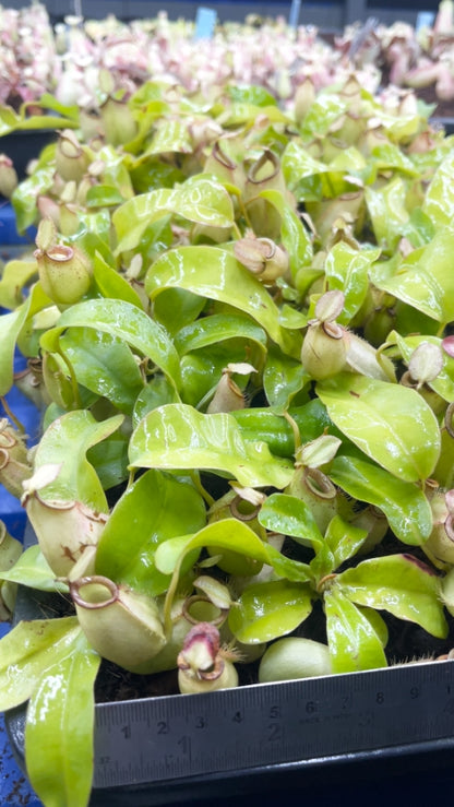 N. bicalcarata x ampullaria – selected clone: BE-3033 *Pre-Order*