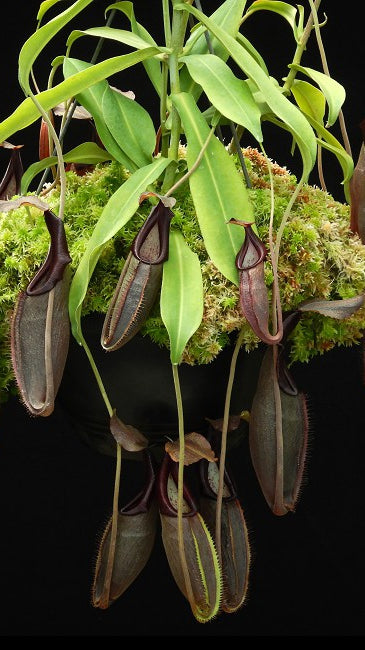 N. bongso – best selected clone: BE-3036 *Pre-Order*