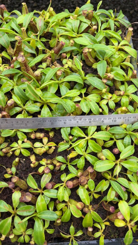 N. copelandii - assorted clones: BE-3046 *Pre-Order*