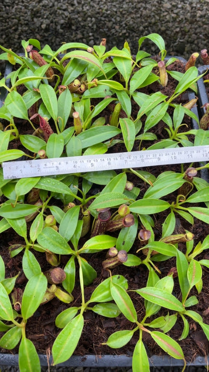 N. copelandii - assorted clones: BE-3046 *Pre-Order*
