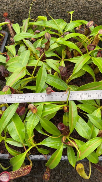 N. copelandii - assorted clones: BE-3046 *Pre-Order*