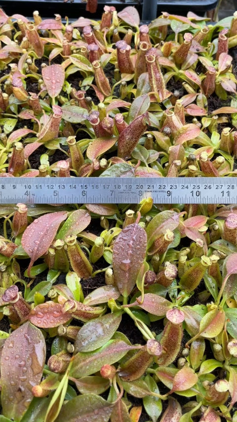 N. maxima - Lumut – best selected clone: BE-3067 *Pre-Order*