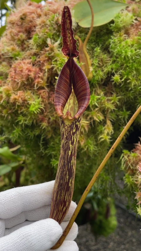 N. zakriana - selected clone: BE-3068