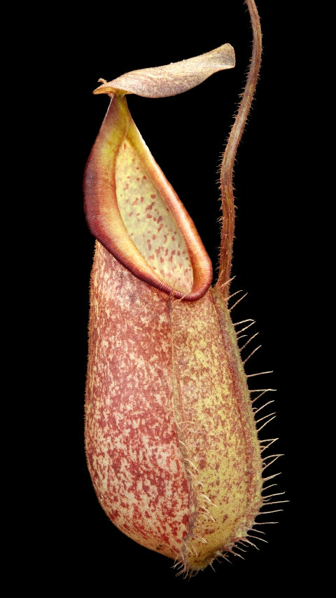 N. hirsuta - Serapi - assorted clones: BE-3083